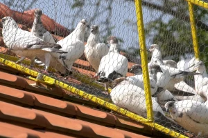 Golubarstvo: Zahtevan, ali i hobi za uživanje