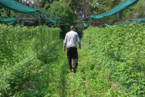Kako zaštiti malinu nakon berbe?