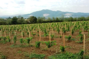 Za podizanje zasada vinove loze do 80 miliona dinara