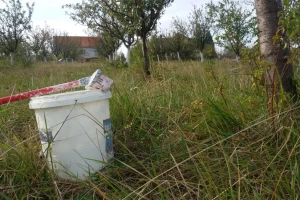 Krečenje stabala voćki obavezno u zaštiti pred zimu