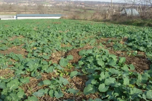 Oblačno sa temperaturama u padu - uočena suva trulež na uljanoj repici