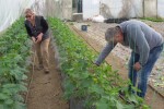 Novčana sredstva pomoći su ograničena - ostali neka konkurišu za kredit?