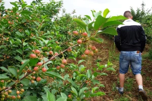 FAO preporuke Srbiji: Više mesta za mlade i bolja primena poljoprivredne politike