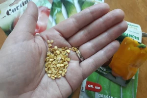 Koliko semena mogu da traju i kako proveriti klijavost?