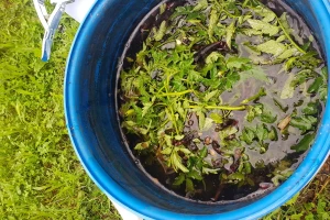 Štitite povrće listovima paradajza, crvenim, belim lukom i korovskim vrstama