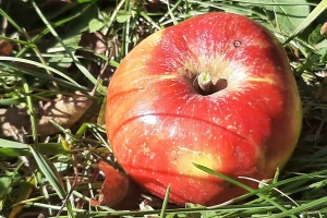 "Hrana treba da hrani, a ne da truje" - koliko je dozvoljena količina pesticida u namirnicama?