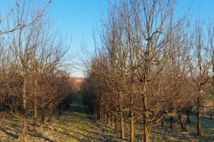 Zašto je važno osloboditi vrhove krošnji šljiva?