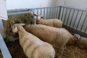 Odabir ovaca pri kupovini: Na šta obratiti pažnju?