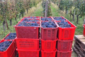 Ekstremne vrućine najveća su pretnja uzgoju vinove loze, posebno pogođena Evropa