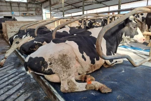 Više odmora, više mleka: Kakva je tu uloga komfora ležišta za krave?
