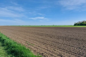 Podela korova: Mogu biti jednogodišnji ili višegodišnji, uskolisni ili širokolisni