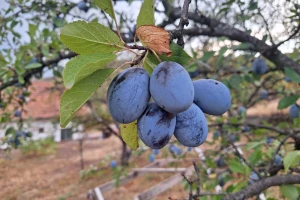 Prepolovljena cena šljive u Topličkom okrugu. Kakav je kvalitet?