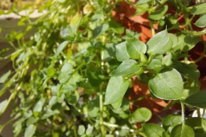 Mišjakinja: Jestiva samonikla biljka puna gvožđa i vitamina raste u jesen i zimu