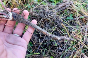 Vađenje korena lekovitog bilja u jesen: Gavez, maslačak i kopriva