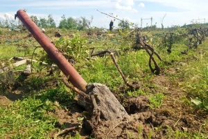 Tornado u Češkoj potpuno uništio vinograde - ostali goli čokoti, a podrumi poplavljeni