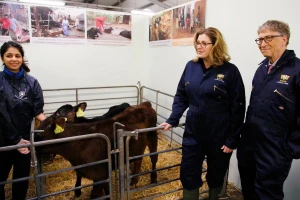 Bil Gejts promoviše konzumaciju sintetičke govedine i biljnih proteina