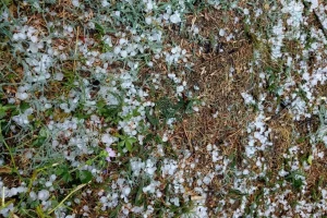 Požari i poplave u Beogradu, Kraljevu i Sjenici, grad ponovo u Šumadiji