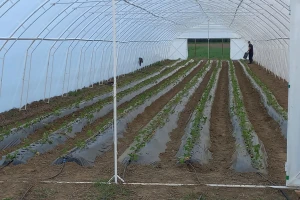 Da li je i zašto isplativa plastenička proizvodnja jagode?