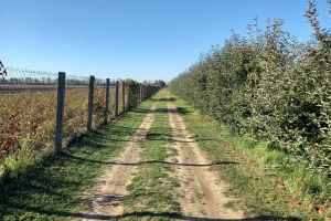 Suvo i toplo vreme - pogodno za razvoj lisnih vaši i cikada