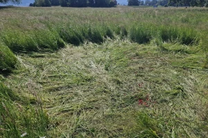 Kakva drskost: Mladenci zbog fotografisanja izgazili livadu