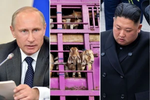 Nikad veći prijatelji: Putin poslao 447 koza u Severnu Koreju