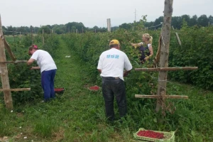 Manjak sezonskih radnika u poljoprivedi podiže cenu nadnice