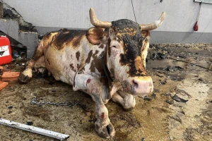 Uznemirujuće: Vatra progutala porodičnu farmu, četiri krave morale na prisilno klanje, 12 opečeno