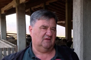 Radojica je tražio jagnje za slavu, a danas ima stado od 3.000 ovaca