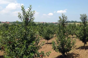 Oblačinska višnja - novi brend Baničine