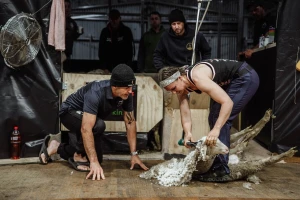 Australijanka oborila svetski rekord: Ošišala više od 500 ovaca za samo devet sati