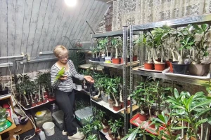 Nisu dovoljni samo zalivanje i prihrana: Kako negovati sukulente i kaktuse tokom zime?