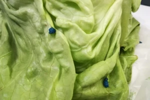 Zelena salata sa plavim mrljama završila u rukama potrošača. Inspekcije se to ne tiče?