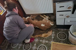 Života stigao kod Simovića: "Tele na ćebe, pa u kuću pored šporeta"