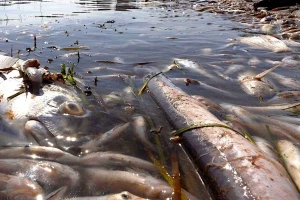 Tuže Španiju Evropskoj komisiji: Za pomor riba krive poljoprivredu