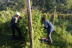 Raspon cena maline i nedostatak radnika obeležili početak berbe