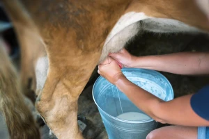 Šta je A2 mleko - krave samo sa jedne srpske farme ga proizvode?