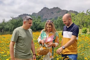 Tri doktora nauka u proizvodnji prirodne kozmetike od nevena
