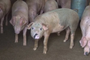 ASK proglašena i u okolini Bajine Bašte