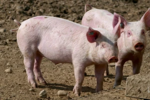 Mere opreza vezane za afričku svinjsku kugu