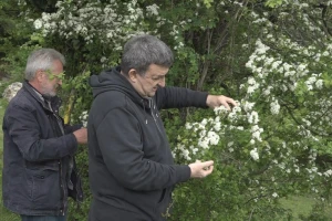 Eksploatacija lekovitog bilja na održivi način i prilika da se zaradi