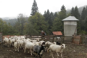 Medvedi prave štetu stočarima oko Uvca