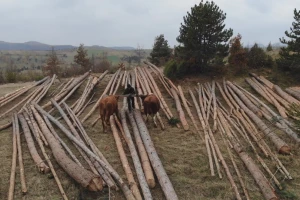 Braća Lakovići rabadžilukom plaćaju školovanje
