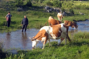 Zbog klimata, zastupljenija proizvodnja mesa i mleka - Nova Varoš ulaže u stočarstvo