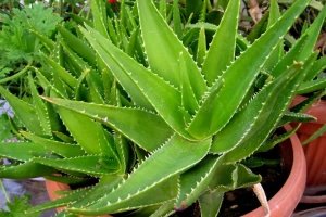Aloe vera - "blistajući" primerak iz pustinja na našim prozorima