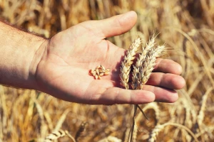 Fusarium i pametni telefon