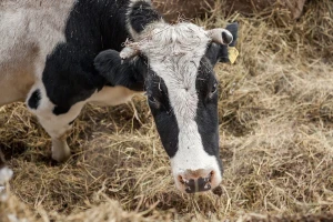 Higijena štale za mlečne krave - mehaničko čišćenje obavljati svakodnevno
