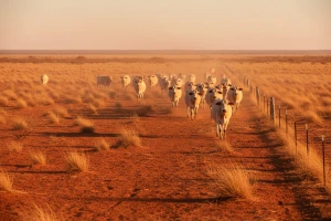 Australija sprečila prodaju farmi goveda Kinezima