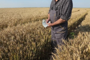 Sa 500 miliona dolara podstiču ratare da udvostruče površine pod pšenicom