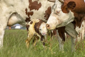 Znaci pre telenja i kad je potrebna pomoć veterinara?
