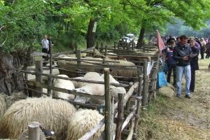 Bačija - izložba najkvalitetnijih rasa ovaca 7. maja